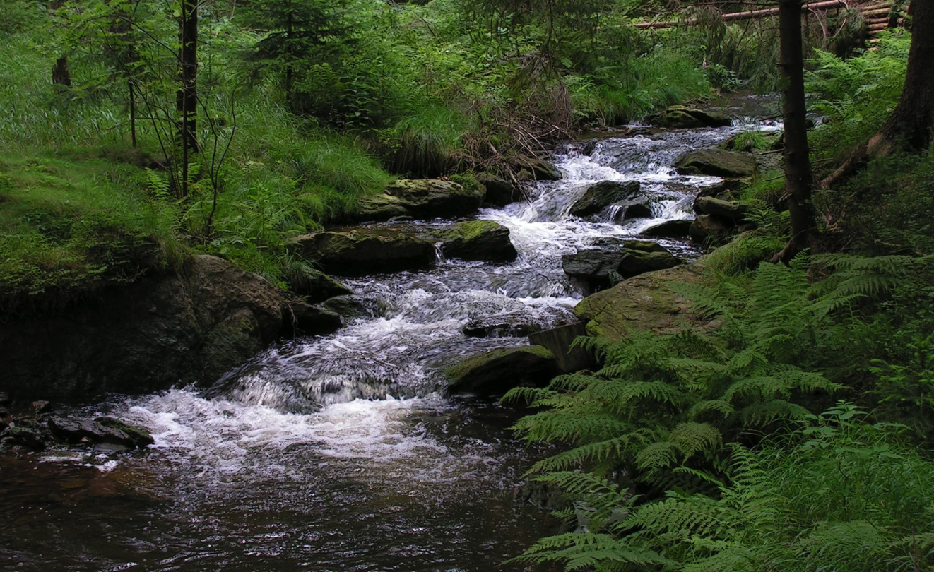 Folgar - The Forested Riverstream Reverie